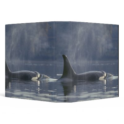 Adult female Orca Whale Orcinus Orca), Puget 3 Ring Binders by danitadelimont