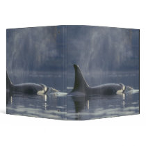 Adult female Orca Whale Orcinus Orca), Puget 3 Ring Binders