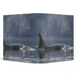 Adult female Orca Whale Orcinus Orca), Puget binders