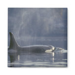Adult female Orca Whale Orcinus Orca), Puget Fridge Magnets