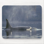Adult female Orca Whale Orcinus Orca), Puget Mouse Pad