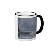 Adult female Orca Whale Orcinus Orca), Puget Mug