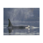 Adult female Orca Whale Orcinus Orca), Puget Postcard
