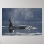 Adult female Orca Whale Orcinus Orca), Puget