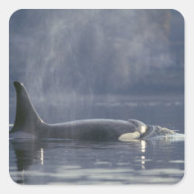 Adult female Orca Whale Orcinus Orca), Puget Sticker