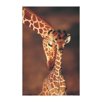 Adult Giraffe with calf (Giraffa camelopardalis) Gallery Wrap Canvas