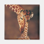 Adult Giraffe with calf (Giraffa camelopardalis) Refrigerator Magnets