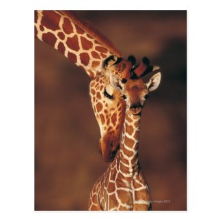 Giraffe love mother and baby calf cute animal hug Postcard