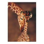 Animal Posters