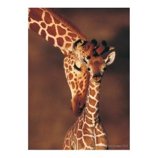Adult Giraffe with calf (Giraffa camelopardalis) Posters