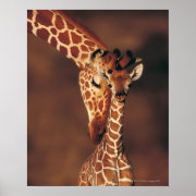 Adult Giraffe with calf (Giraffa camelopardalis) Posters