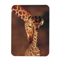 Adult Giraffe with calf (Giraffa camelopardalis) Magnet