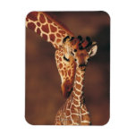 Adult Giraffe with calf (Giraffa camelopardalis) Magnet