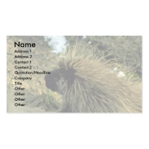 Adult Porcupine Business Card