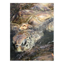 Adult Sea Turtle Post Card