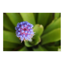 Aechmea "Blue Cones" posters