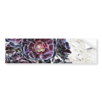 Aeonium Flower On Dry Rocks bumper stickers
