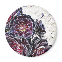 Aeonium Flower On Dry Rocks Magnets