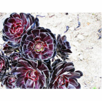 Aeonium Flower On Dry Rocks photo sculptures