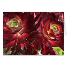 Aeonium greeting card