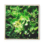 Aeonium Magnet