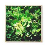 Aeonium Magnet