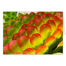 Aeonium note card by Debra Lee Baldwin