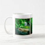 Aeonium Trio Coffee Mugs