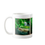 Aeonium Trio Coffee Mugs