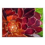 Aeonium watercolor card