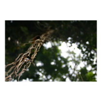 Aerial Root 2 posters
