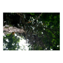 Aerial Root posters