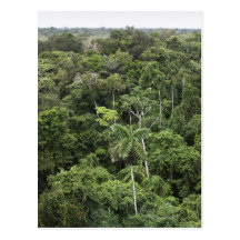 Aerial view of Amazon Rain forest Postcards