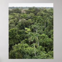 Aerial view of Amazon Rain forest Poster