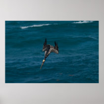 Aero Pelican Dive Poster