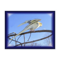 Aerodynamic Postcards