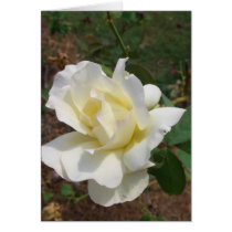 Aerodynamic White Rose - CricketDiane Art Products