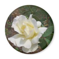 Aerodynamic White Rose - CricketDiane Art Products