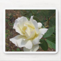 Aerodynamic White Rose - CricketDiane Art Products
