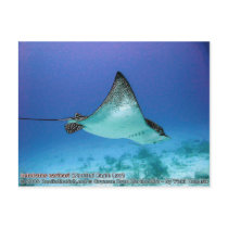 Aetobatus narinari (Spotted Eagle Ray) postcards by marinelife Aetobatus narinari (Spotted Eagle Ray) postcards