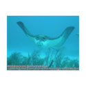 Aetobatus narinari (Spotted Eagle Ray) postcards