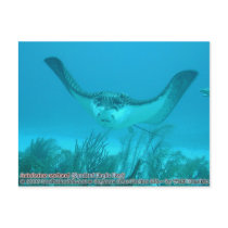 Aetobatus narinari (Spotted Eagle Ray) postcards by marinelife Aetobatus narinari (Spotted Eagle Ray) postcards
