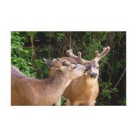 Affectionate Deer Bucks Gallery Wrap Canvas