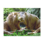 Affectionate Lions Postcard