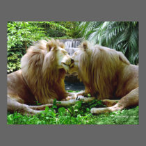 Affectionate Lions