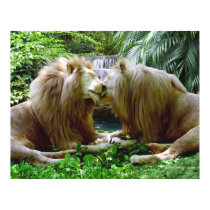 Affectionate Lions posters