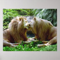 Affectionate Lions Posters