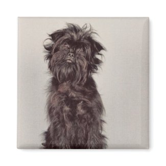 Affenpinscher Magnet magnet