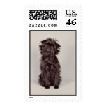 Affenpinscher Postage Stamp (LARGE)