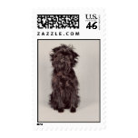 Affenpinscher Postage Stamp (MEDIUM)